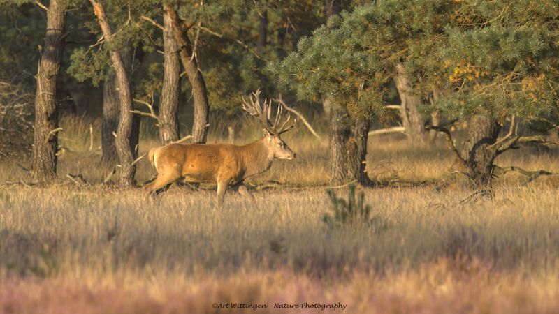 Cervus elaphus / Edelhert / Red deer