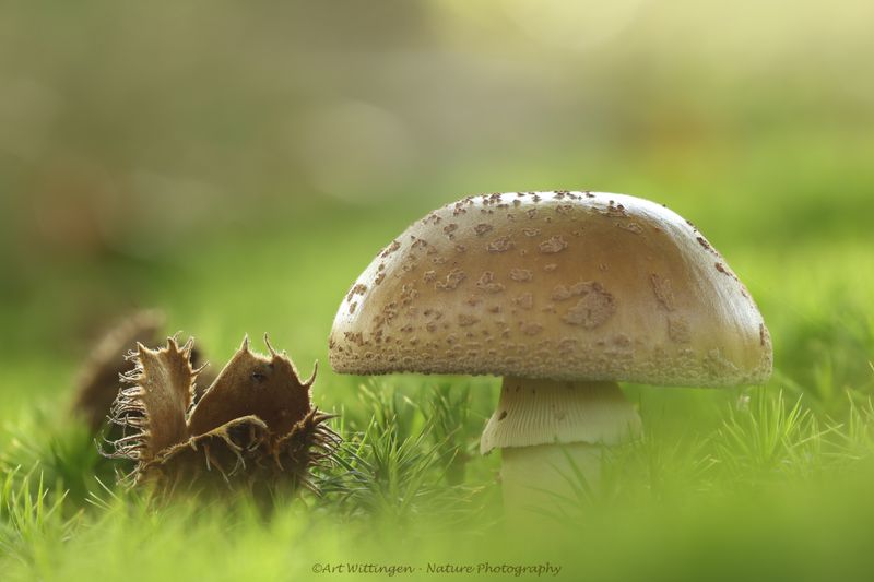 Mushroom