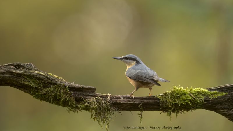 R6II3522-Boomklever.jpg