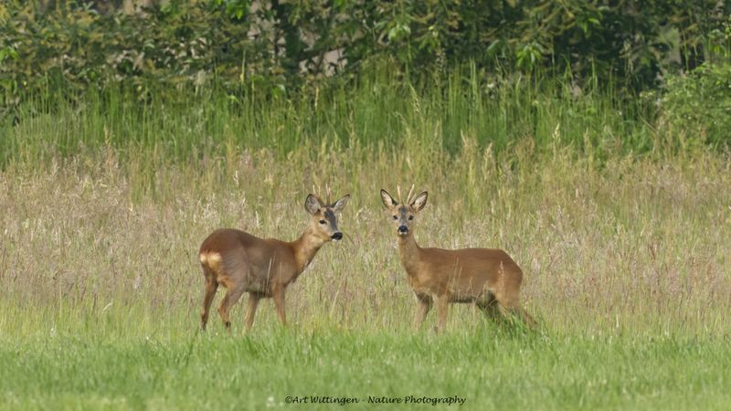 Capreolus capreolus / Ree / Roe Deer