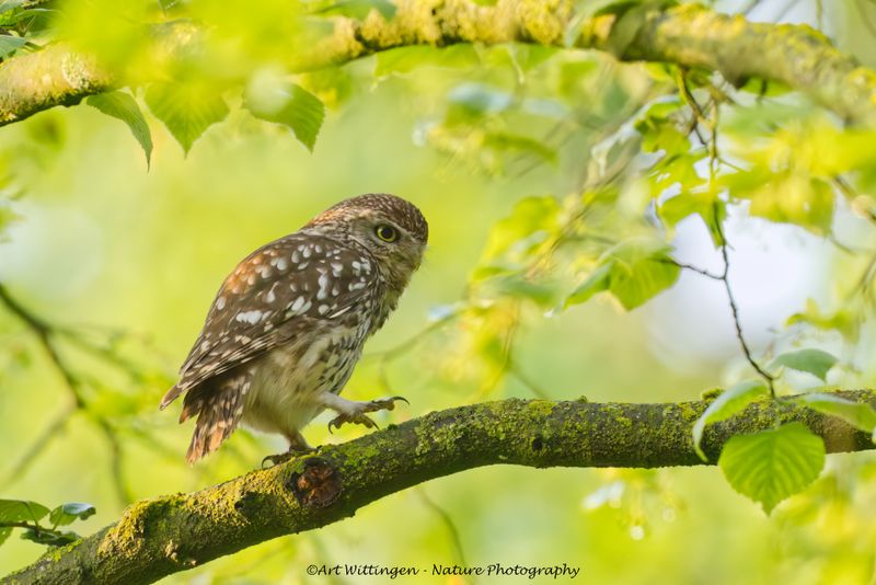 Athene noctua / Steenuil / Little owl