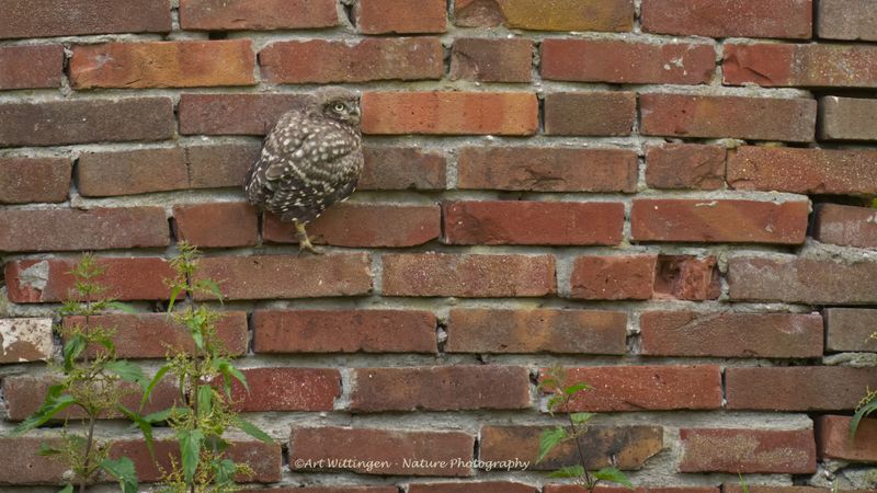Athene noctua / Steenuil / Little owl