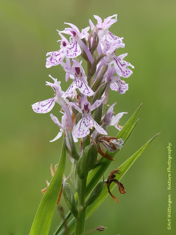 Gevlekte Orchis