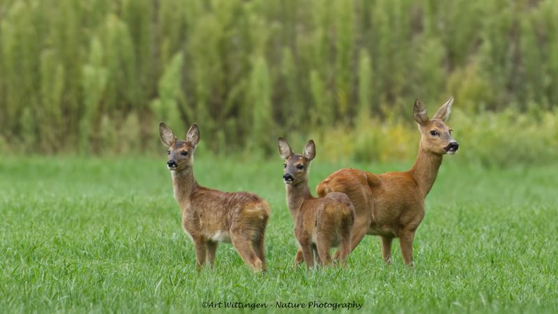 Capreolus capreolus / Ree / Roe Deer