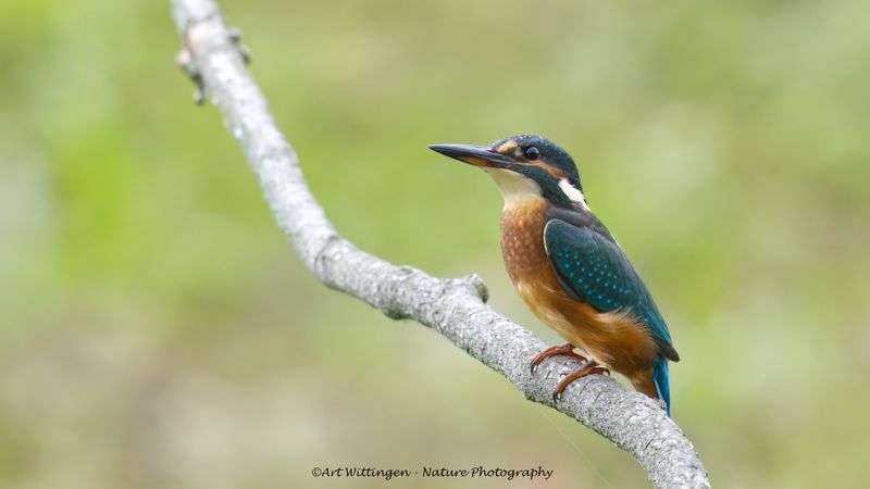 Alcedo atthis / IJsvogel / Kingfisher