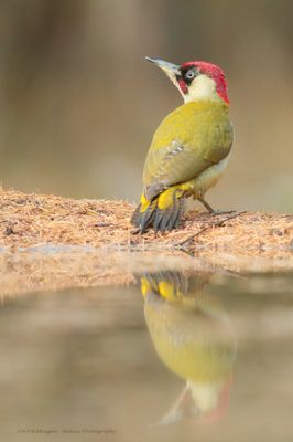 Picus Virdis / Groene Specht / Green Woodpecker