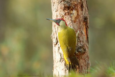 Picus Virdis / Groene Specht / Green Woodpecker