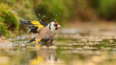 Carduelis carduelis / Putter / European Goldfinch
