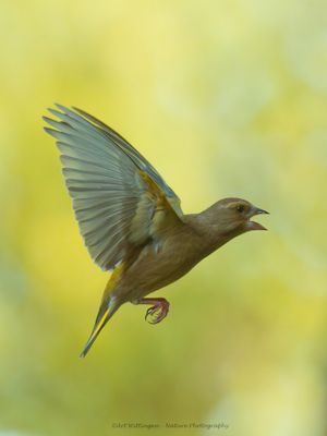 Chloris chloris / Groenling / European Greenfinch