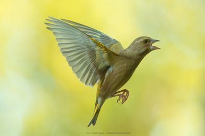 Chloris chloris / Groenling / European Greenfinch