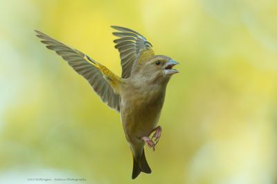 Chloris chloris / Groenling / European Greenfinch