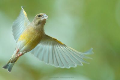 Chloris chloris / Groenling / European Greenfinch