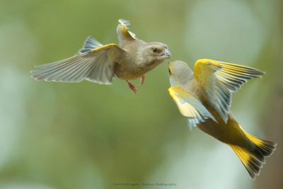 Chloris chloris / Groenling / European Greenfinch