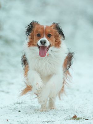 Kooiker