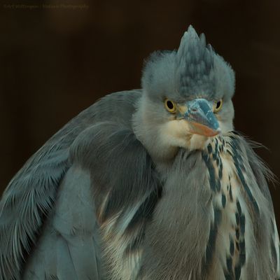 Ardea Cinerea / Blauwe Reiger / Grey Heron