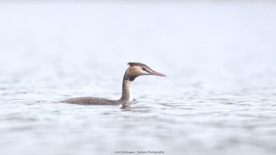 Podiceps Cristatus / Fuut / Great Crested Grebe