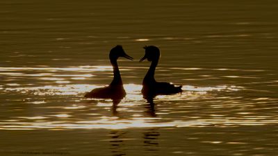 Podiceps Cristatus / Fuut / Great Crested Grebe