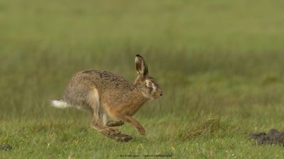 Lepus europaeus / Haas / Hare