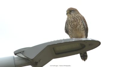 Falco Tinnunculus / Torenvalk / Kestrel
