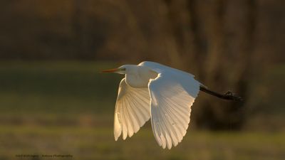 Egretta Alba / Grote Zilverreiger / Great White Heron