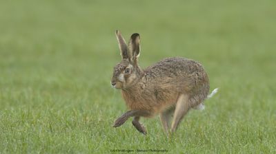 Lepus europaeus / Haas / Hare