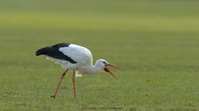 Ciconia ciconia / Ooievaar / White Stork