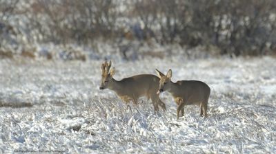 Capreolus capreolus / Ree / Roe Deer