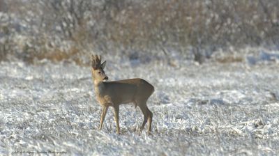 Capreolus capreolus / Ree / Roe Deer