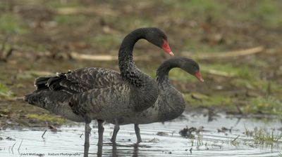 Zwarte Zwaan / Black Swan
