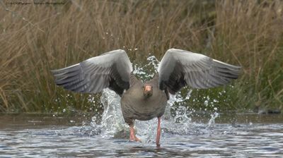 Anser anser / Grauwe gans / Greylag Goose