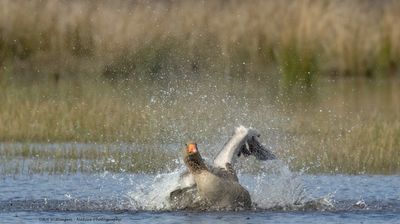 Anser anser / Grauwe gans / Greylag Goose