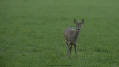 Capreolus capreolus / Ree / Roe Deer