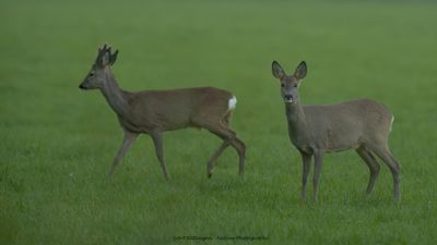 Capreolus capreolus / Ree / Roe Deer