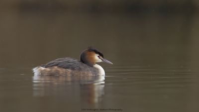 Podiceps Cristatus / Fuut / Great Crested Grebe
