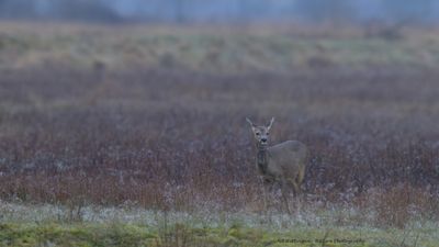 Capreolus capreolus / Ree / Roe Deer
