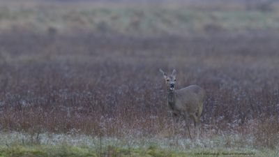 Capreolus capreolus / Ree / Roe Deer