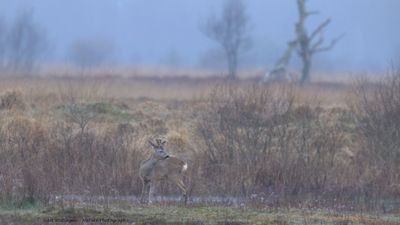 Capreolus capreolus / Ree / Roe Deer