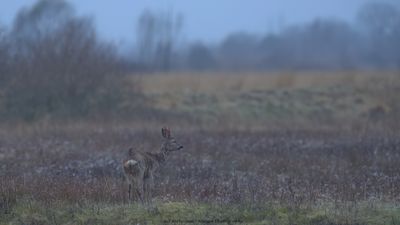 Capreolus capreolus / Ree / Roe Deer