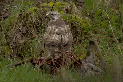 Buteo buteo / Buizerd / Common buzzard