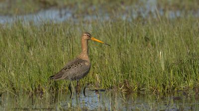 Limosa limosa / Grutto / Black-tailed Godwit