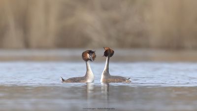 Podiceps Cristatus / Fuut / Great Crested Grebe