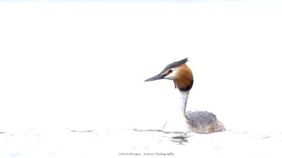 Podiceps Cristatus / Fuut / Great Crested Grebe