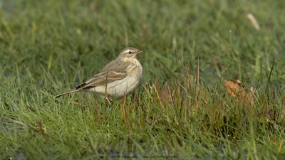 Waterpieper / Water pipit