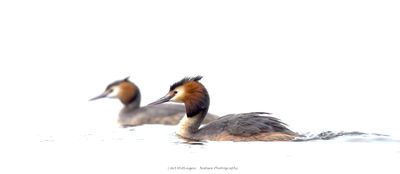 Podiceps Cristatus / Fuut / Great Crested Grebe