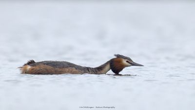 Podiceps Cristatus / Fuut / Great Crested Grebe