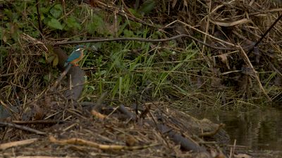 Alcedo atthis / IJsvogel / Kingfisher