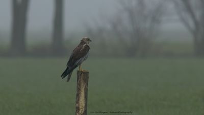 Circus Aeruginosus / Bruine Kiekendief / Western Marsh Harrier