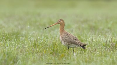 Limosa limosa / Grutto / Black-tailed Godwit