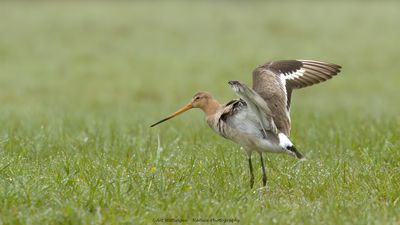 Limosa limosa / Grutto / Black-tailed Godwit