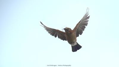 Garrulus Glandarius / Gaai / Eurasian Jay